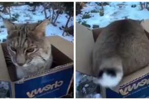 Рысь запрыгнула в коробку