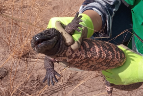 Ядозуб: он ест только 4 раза в год и смог изобрести лекарство от диабета
