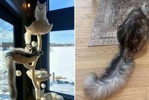 Пушистый рекорд: мейн-кун из&nbsp;Миннесоты вошел в&nbsp;Книгу рекордов за&nbsp;самый длинный хвост