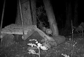 Пума потрогала качели и случайно открыла для себя законы физики