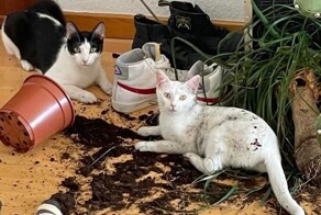 Котики vs хаос: 20 примеров того, как пушистые разбойники превращают дом в зону творческого беспорядка