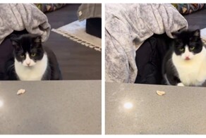 Кошка танцует, когда ей дают лакомство