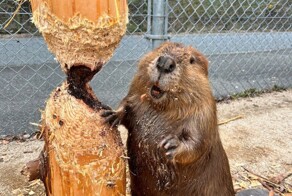 На общую тему&nbsp;