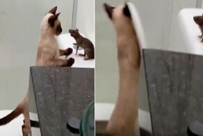 Кошка, охотясь на крысу, упала в унитаз