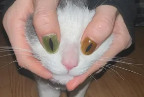 20+ котиков, которые попали в кадр и порадовали хозяев