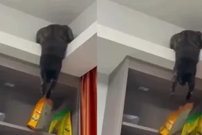 Кошка ловко достала вкусняшки с верхней полки