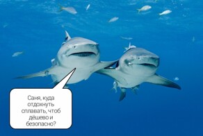 Ученые впервые обнаружили, что акулы тоже умеют «разговаривать»