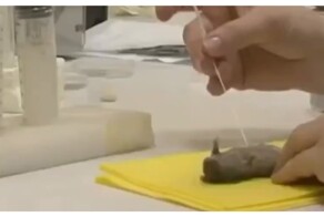 Как доят мышей