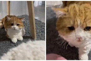 Кота связали