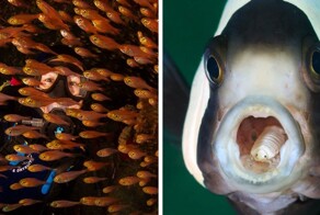 37 завораживающих работ финалистов и победителей фотоконкурса Ocean Art 2024