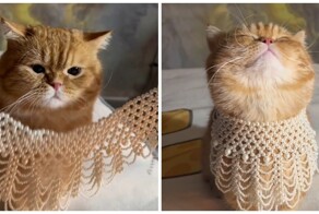 Кошка-фотомодель