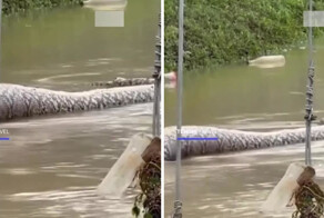 В Таиланде во время наводнения жители заметили огромного питона, плавно перемещающегося по воде