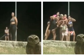 Сова украсила видео