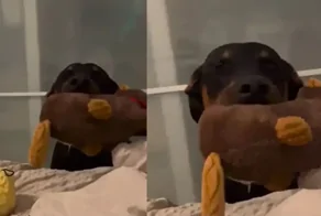 Пёс взял на себя роль будильника