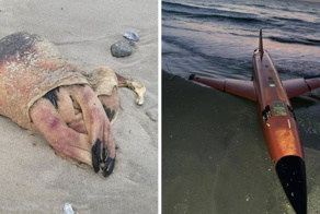 13 невероятнейших находок, обнаруженных на пляжах в разных уголках нашей планеты