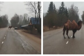 В Пскове засняли на видео гуляющего по дороге верблюда
