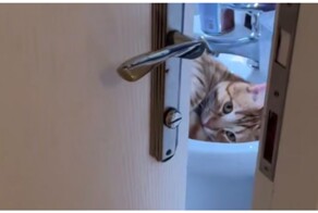 Кот любит лежать в раковине