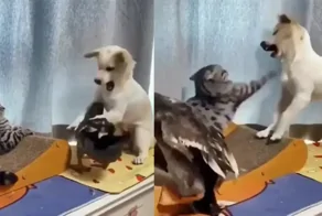 Пёс пожалел, что вмешался в чужой конфликт