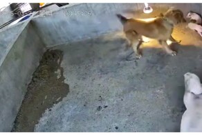 Пёс пожалел, что забрался в свинарник