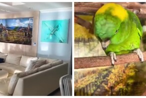 Попугай решил попрактиковаться в вокале в 7 утра