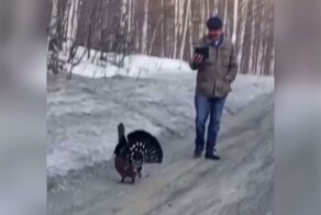 На трассе в Башкирии к местным жителям пристал глухарь