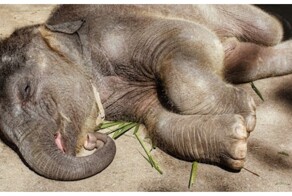 Как долго спят различные животные