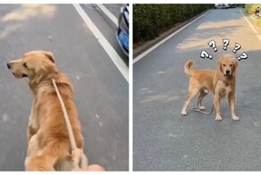 Реакция собак на отпущенный поводок