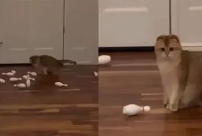 Мужчина сыграл в котобоулинг