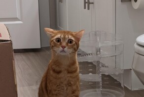 20+ подниматоров настроения, которые добавят положительных эмоций и сделают день уютнее