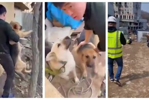 Активист решил, что корейские рабочие едят собак на стройке во Владивостоке