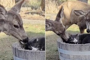 В США кот по кличке Пебблс подружился с двумя дикими оленями