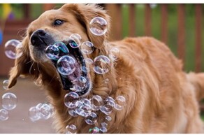 Будни золотистых ретриверов