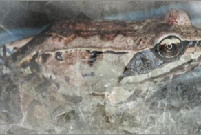 Удивительные способности животных (18 фото)