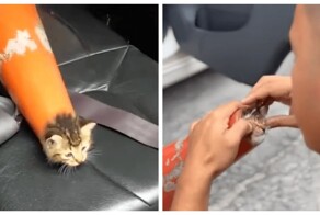 Маленький котёнок застрял в дорожном конусе