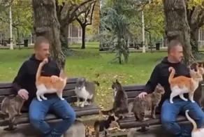 В Турции есть парк, где вместо голубей вас окружат котики