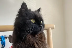 20+ котеек, занятых важными делами и демонстрирующих самые разные эмоции