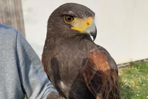 Пошел на хитрость: мужчина поймал редкого орла, который терроризировал  односельчан
