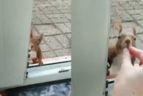 Девушка сняла на видео, как её навещает белочка