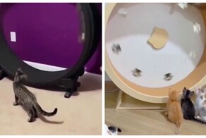 Беговое колесо и коты
