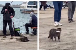 Кот ограбил рыбака в Крыму
