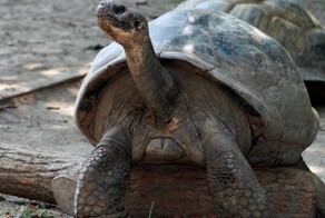 97-летняя галапагосская черепаха   впервые стала мамой