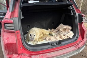 В Петербурге спасли трех детенышей тюленя