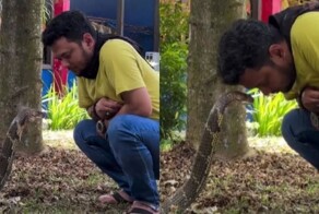 "Настоящий профи": мужчина показал навыки укротителя змей перед королевской коброй