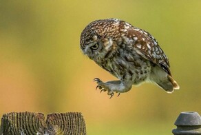 На общую тему&nbsp;