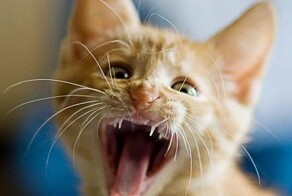 20+ непосредственных милых питомцев, которые заставят улыбнуться и поднимут настроение