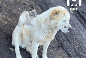 Котики правят всеми. И не только человеками