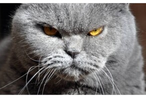 Кот высказывает своё недовольство