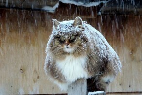 Алла Лебедева.Сибиряки