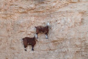 Безбашенные, но рогатые