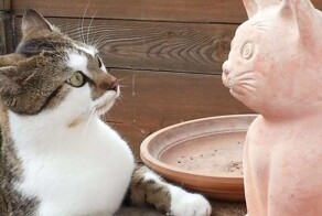 20+ котеек, от ужимок и проделок которых невозможно оторваться